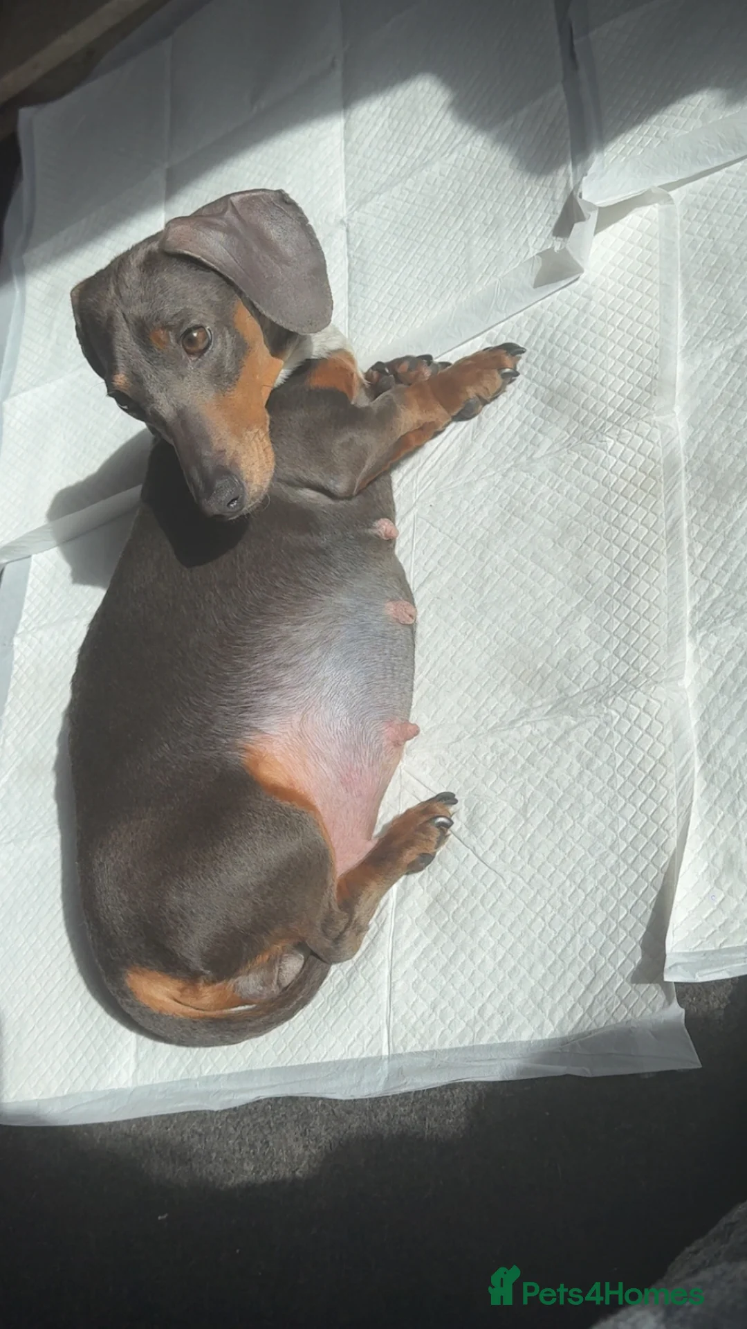 Jackshund dogs for sale: 2 girls 1 boy  - Advert 2
