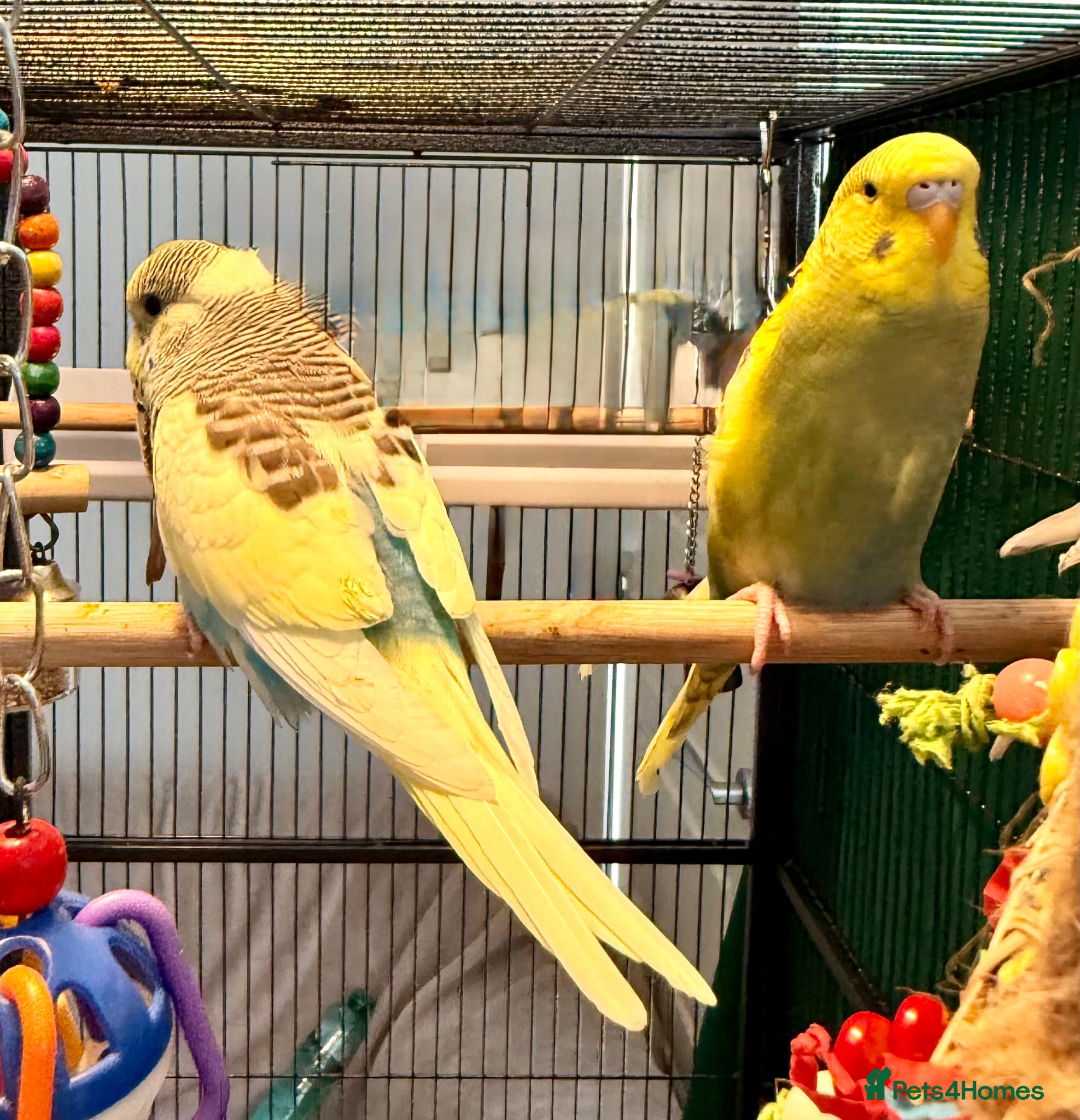 Budgerigars birds Pair 9 week old baby budgies available in Runcorn - Advert 2