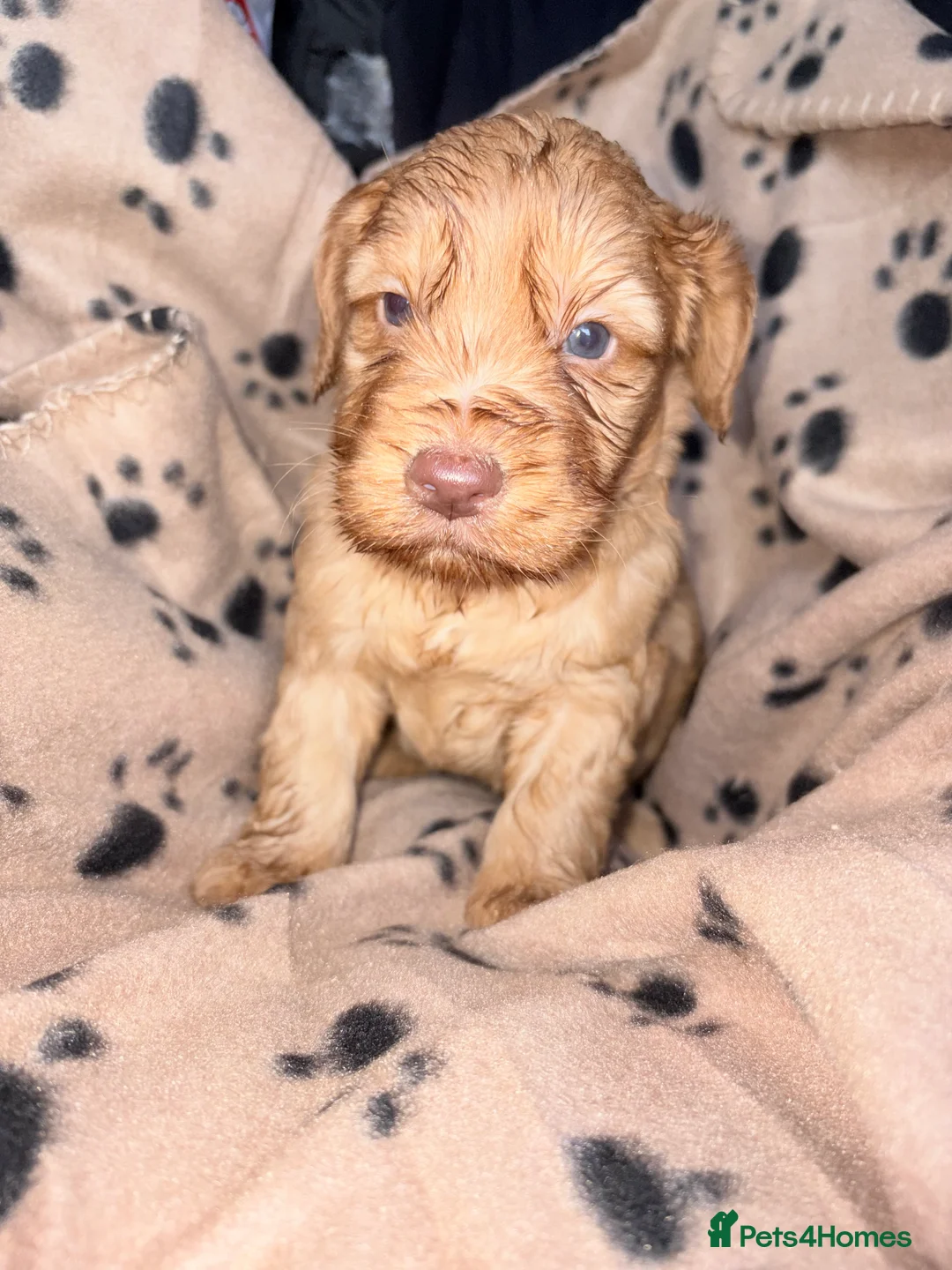 Cockapoo dogs for sale: Cockapoo puppys - Advert 4