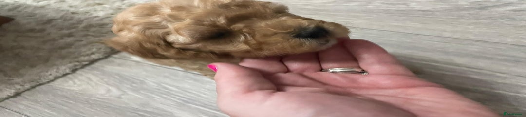 Mixed Breed Puppy 4