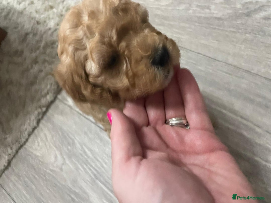 Mixed Breed dogs for sale: Beautiful cocker/cavapoo puppies  - Image 3