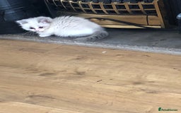 Ragdoll cats for sale: Beautiful Ragdoll kittens - Image 21
