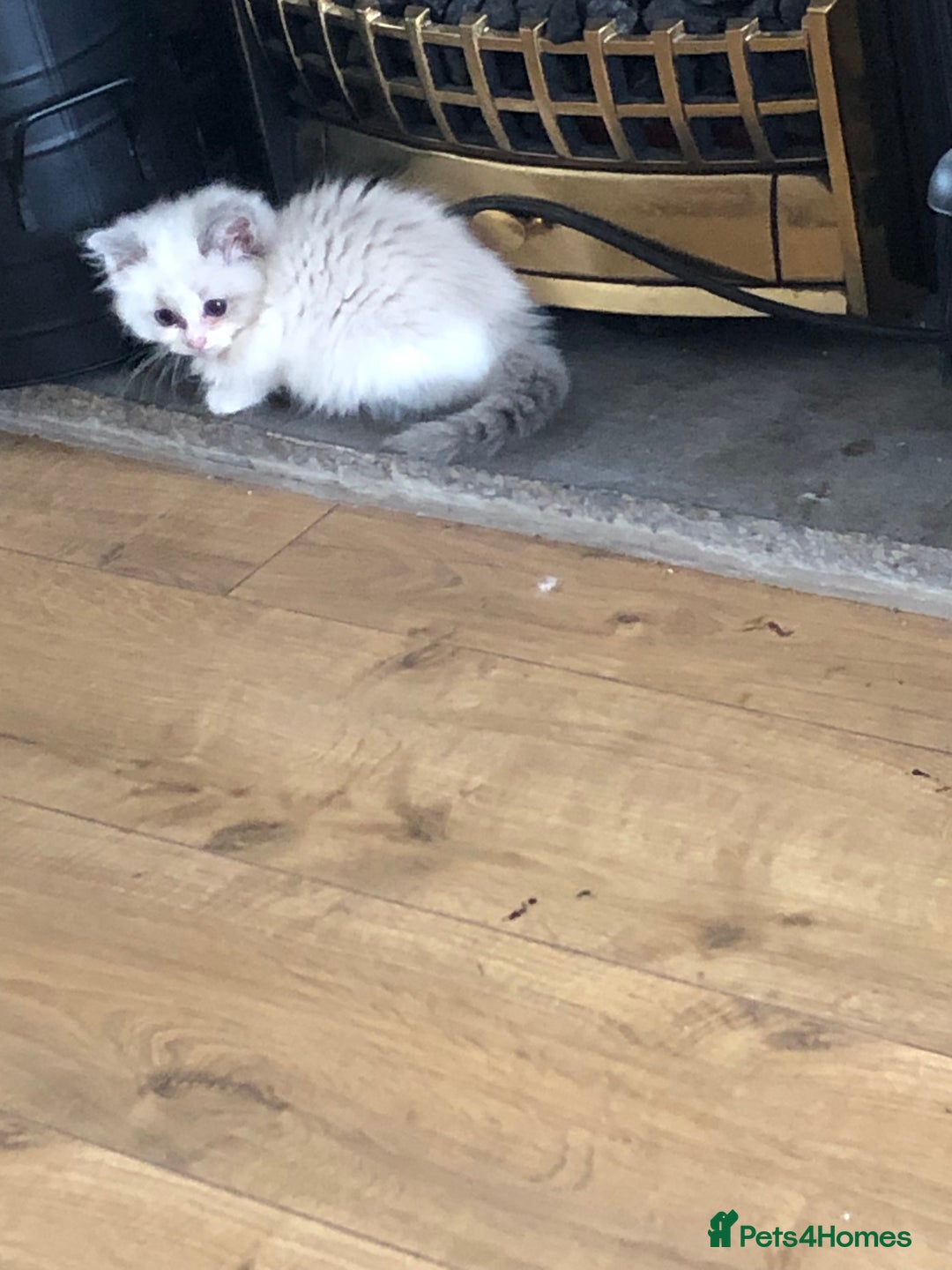 Ragdoll cats for sale: Beautiful Ragdoll kittens - Image 21