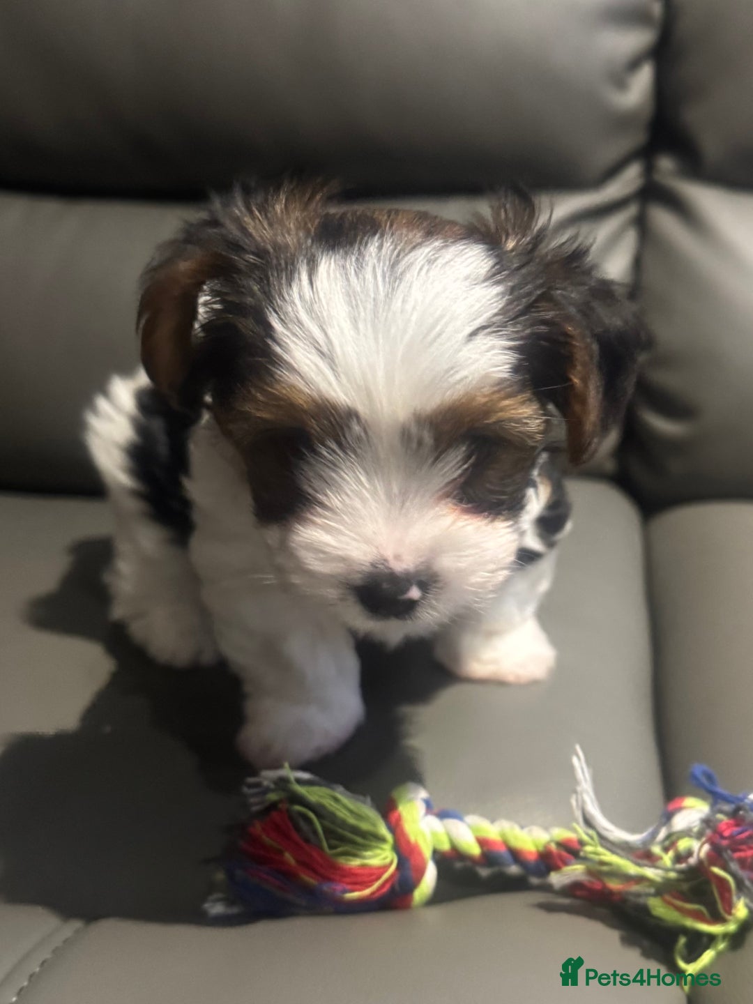 Biewer Terrier dogs for sale: Biewer Terrier - Advert 2