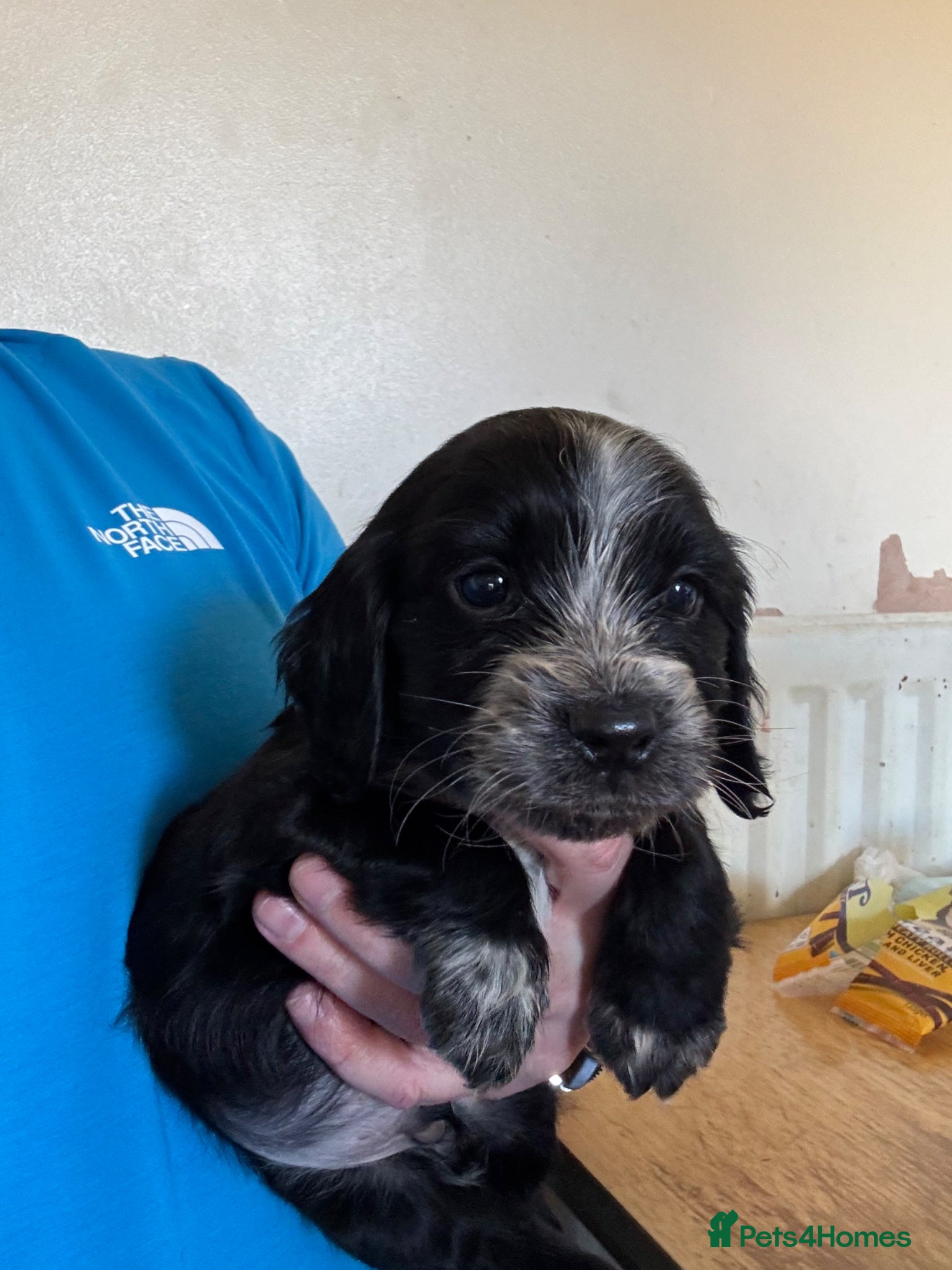 Maltipoo dogs 🐶 Stunning Mini maltipoo puppies (toy poodle) 🐶  - Advert 18