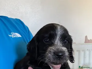 Maltipoo dogs 🐶 Stunning Mini maltipoo puppies (toy poodle) 🐶 - Advert 18