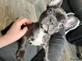 French Bulldog dogs French bulldog male puppy - Advert 1