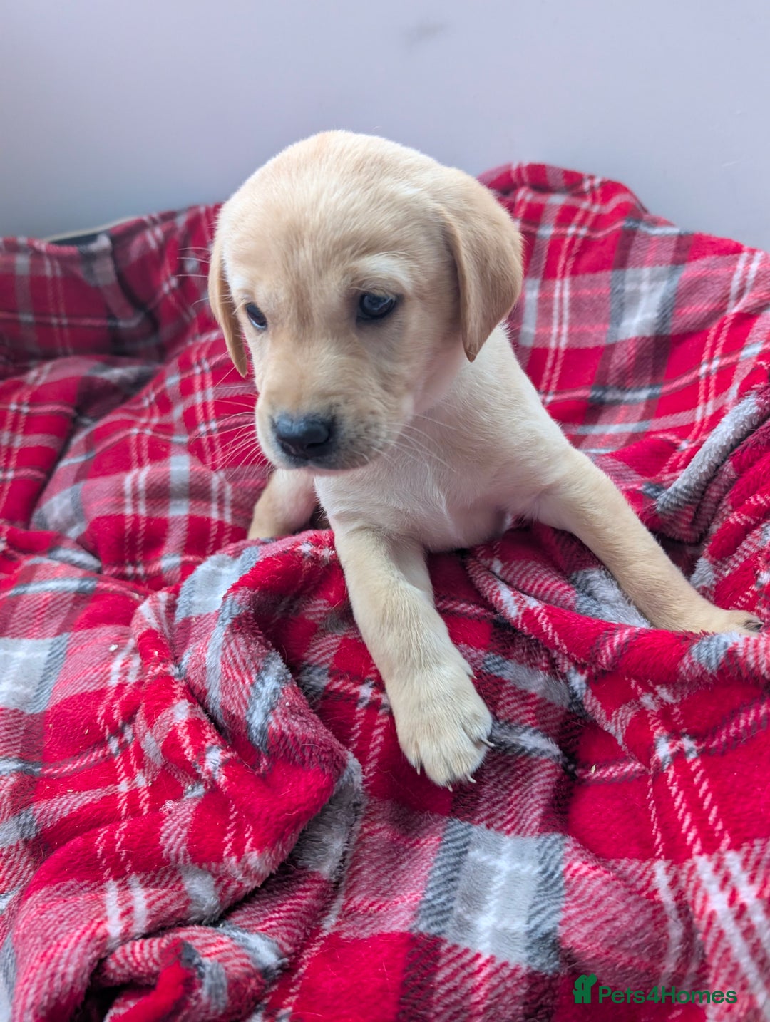 Labrador Retriever dogs for sale: Beautiful Labrador puppys  - Image 26