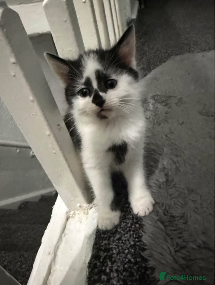 Persian cats Kitten - Advert 1