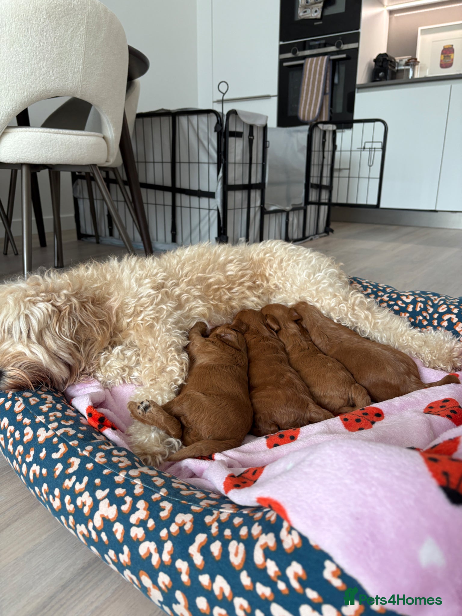 Australian Labradoodle dogs for sale: Stunning Mini Australian Labradoodles Puppies 🐾 - Advert 7