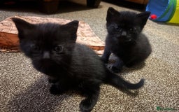 Mixed Breed cats for sale: Beautiful playful kittens  - Image 8