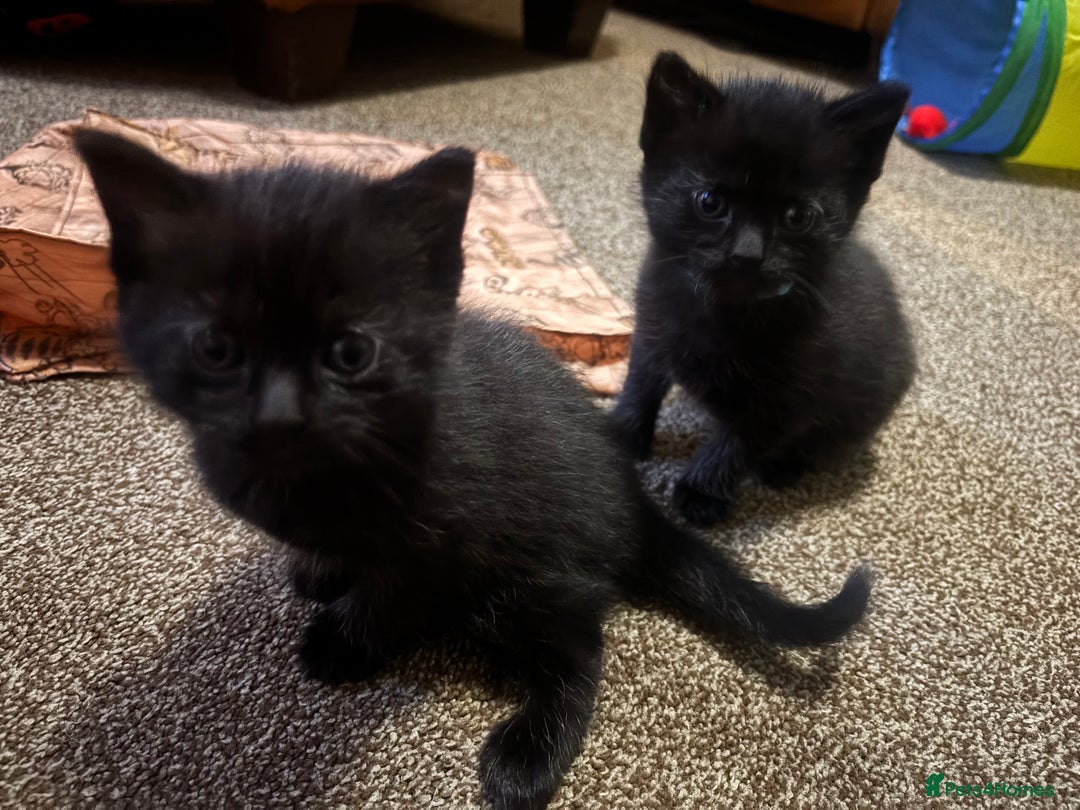 Mixed Breed cats for sale: Beautiful playful kittens  - Image 8