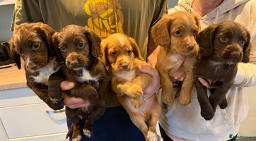 Cocker Spaniel dogs - Advert 11