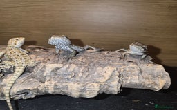 Bearded Dragon reptiles for sale: Baby bearded  - Image 9