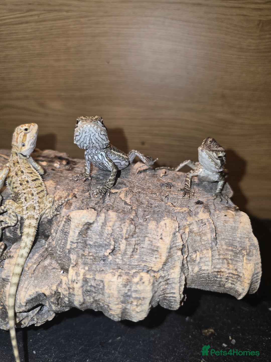 Bearded Dragon reptiles for sale: Baby bearded  - Image 9