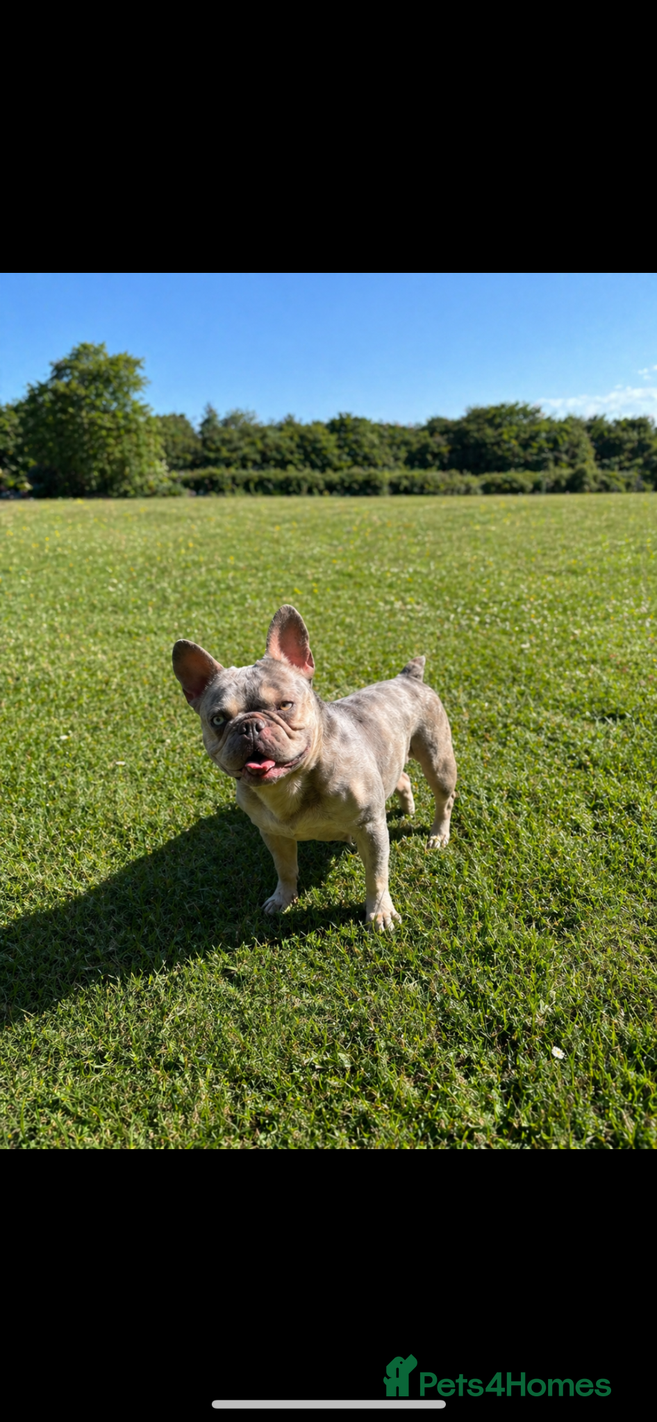 Mixed Breed dogs Adorable Frenchie x Pocket Bully Pups  - Advert 21