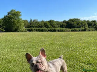 Mixed Breed dogs Adorable Frenchie x Pocket Bully Pups - Advert 21