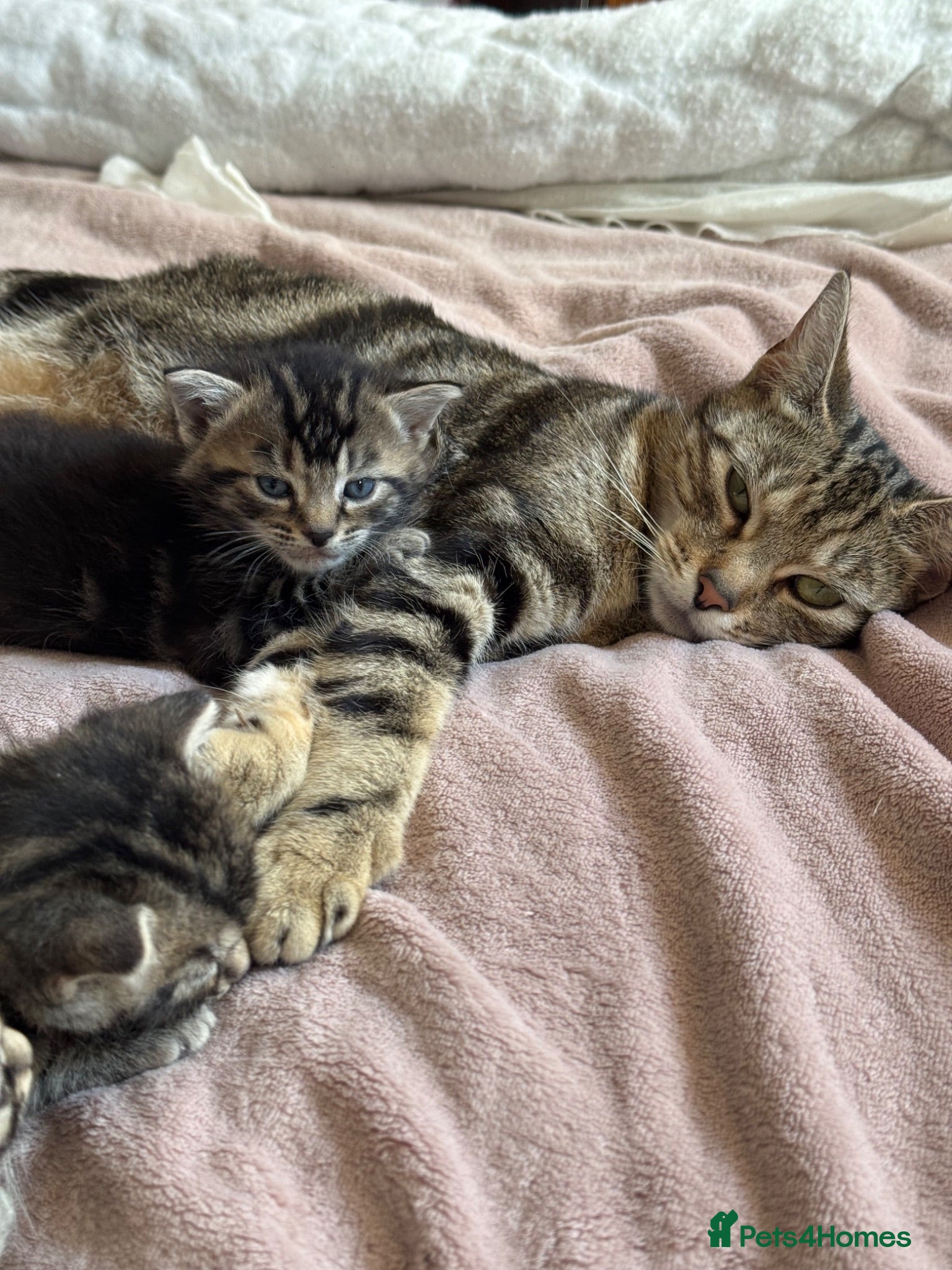 European cats European Shorthair Girls ready for new home! - Advert 1