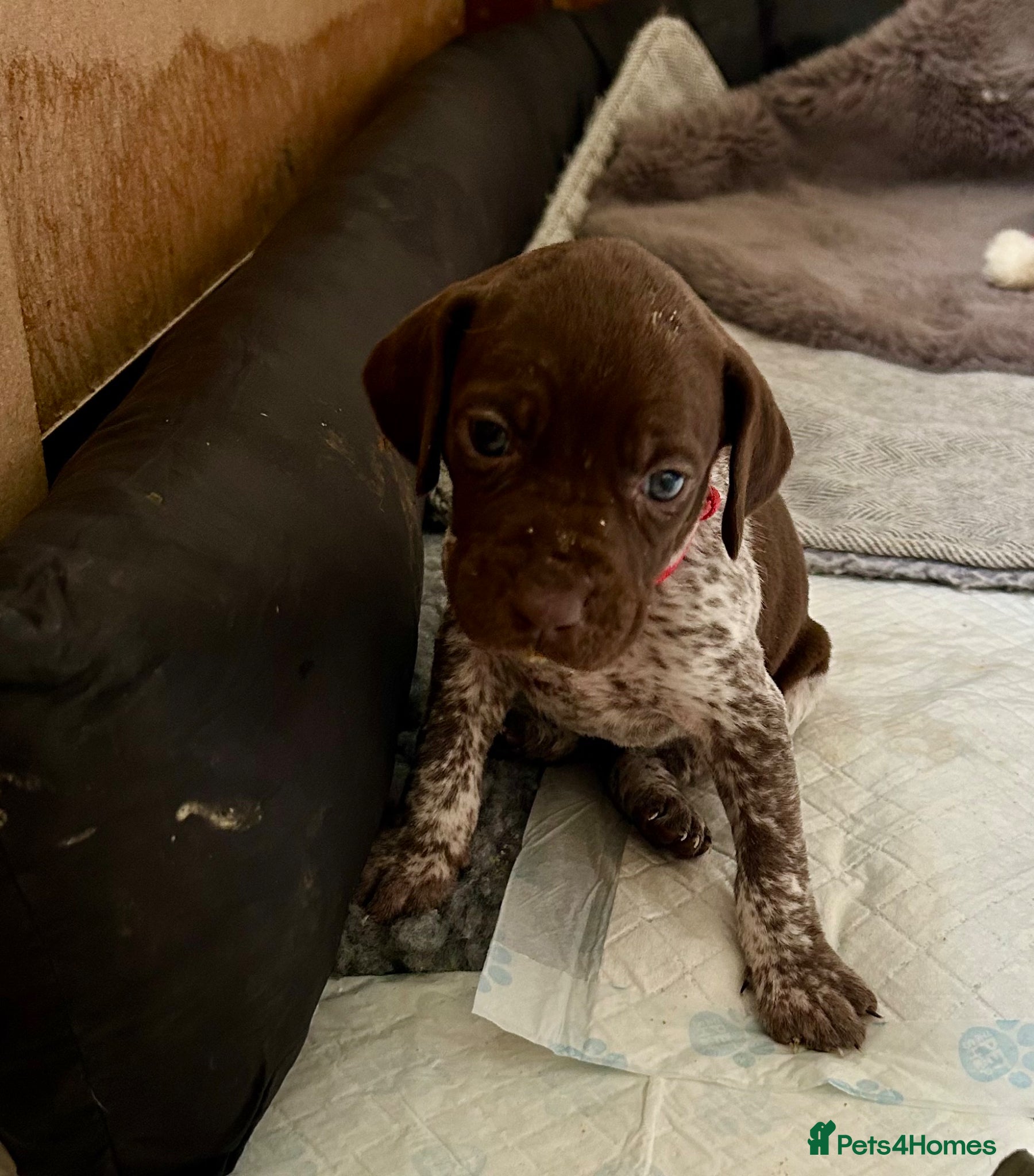 German Shorthaired Pointer dogs Pure KC GSP Puppies for sale! (3 pups available) - Advert 1