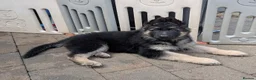 German Shepherd dogs for sale: Fully healthy tested parents, quality pups. - Advert 5
