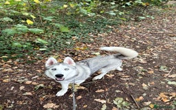 Siberian Husky dogs for sale: Siberian husky - Image 3