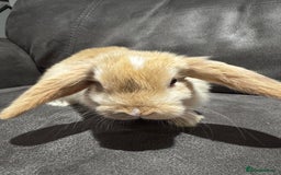 Mini Lop rabbits for sale: Gorgeous Bucks available  - Image 13