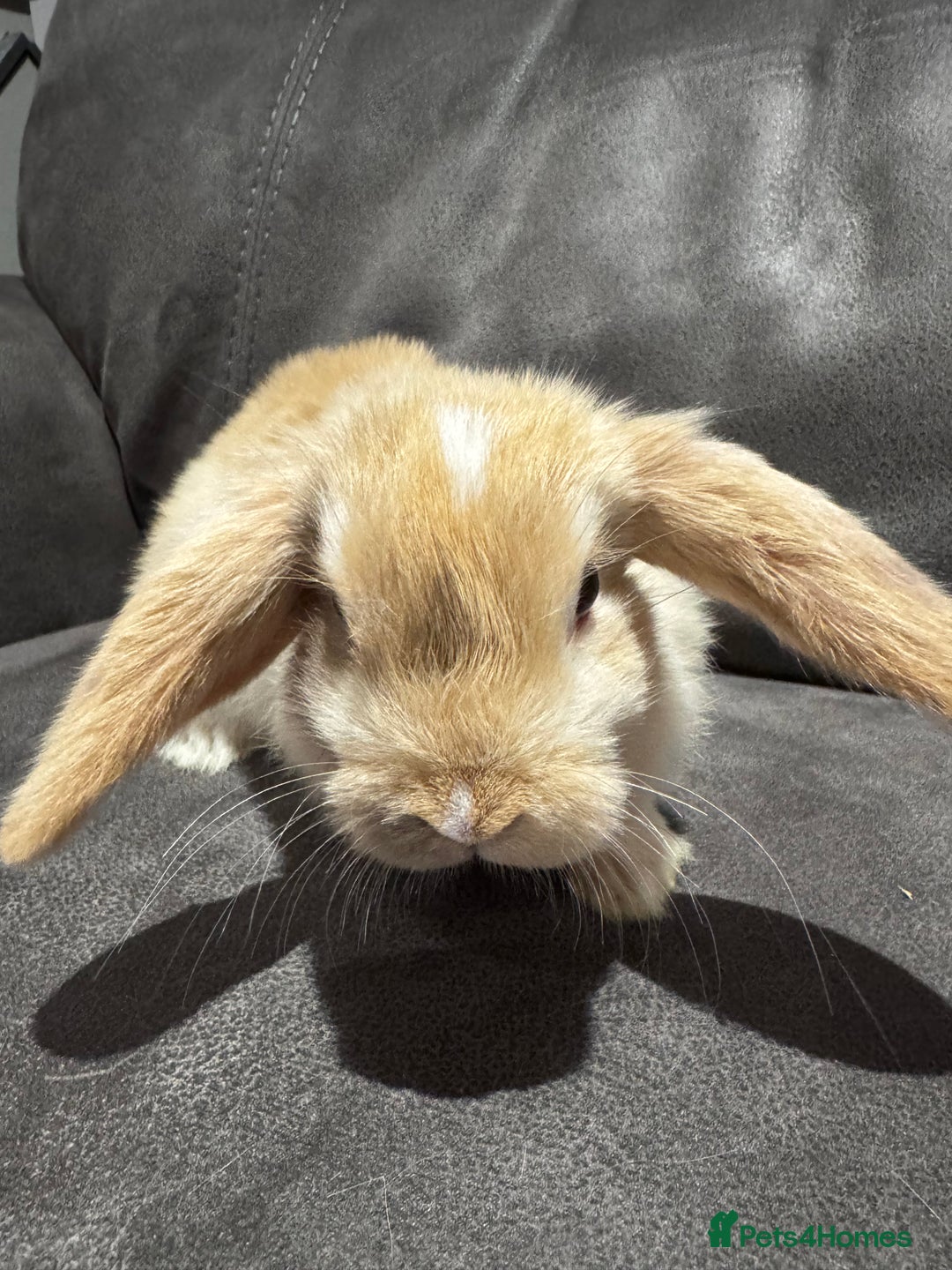 Mini Lop rabbits for sale: Gorgeous Bucks available  - Image 13