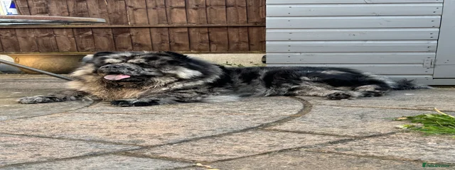 Zoro