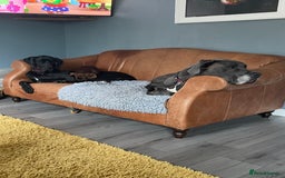 Great Dane dogs for sale: 7 chunky Great Dane puppies  - Image 15
