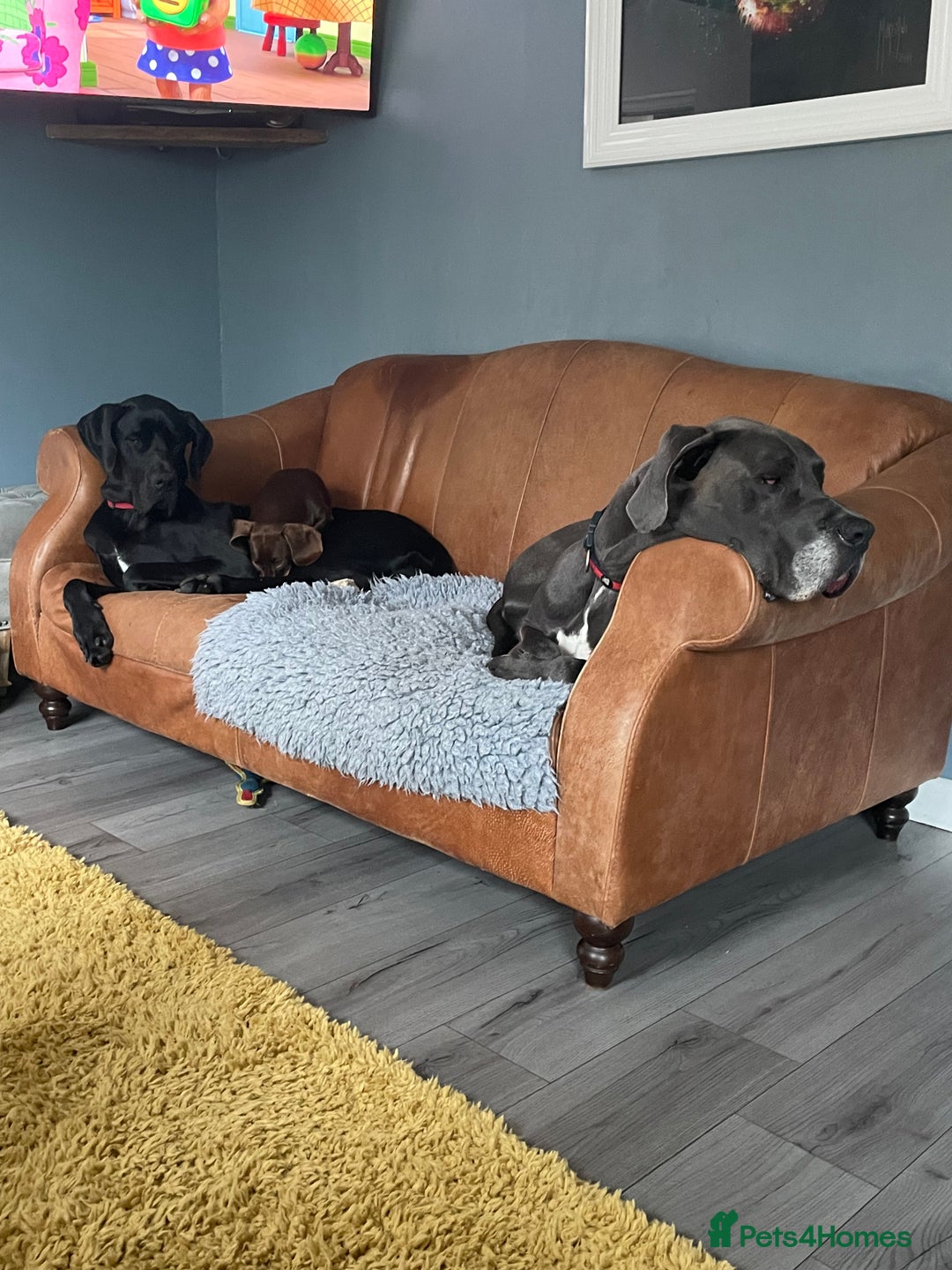 Great Dane dogs for sale: 7 chunky Great Dane puppies  - Image 15