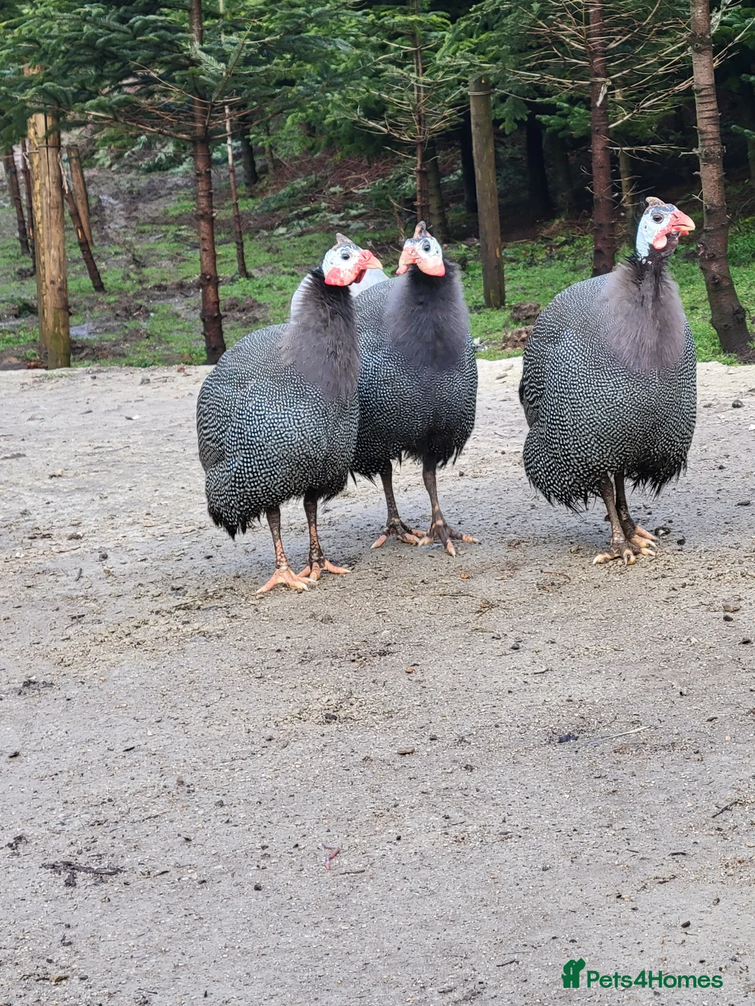 Guinea Fowl poultry for sale: Female Guinea Fowl for Sale! - Advert 1