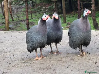 Guinea Fowl poultry Female Guinea Fowl for Sale! - Advert 10
