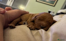 Mixed Breed dogs for sale: Cockapoo/Cavapoo Mix Puppies Available 10 Nov 25 - Image 1