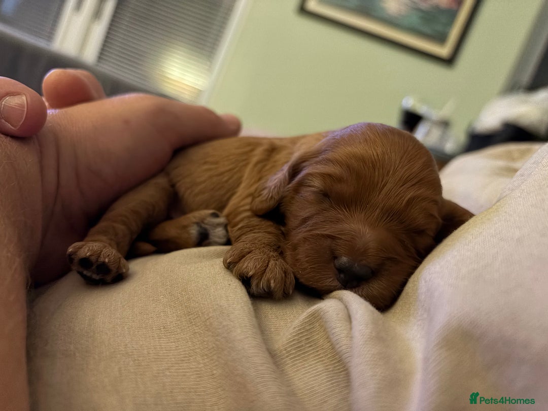 Mixed Breed dogs for sale: Cockapoo/Cavapoo Mix Puppies Available 10 Nov 25 - Image 1
