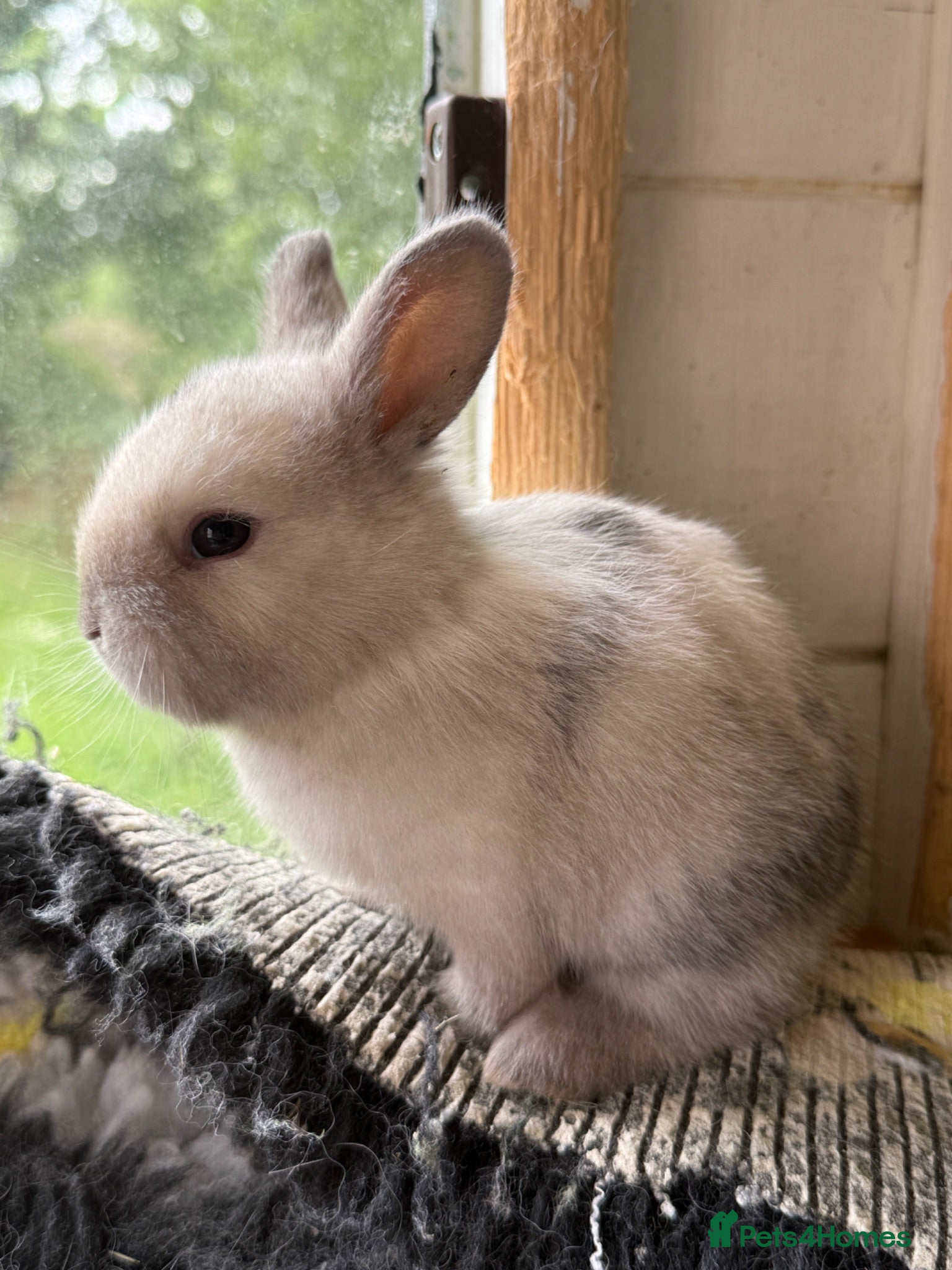Angora rabbits Angora X bunny rabbits  - Advert 2