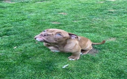 Old Tyme Bulldog dogs for sale: Bulldog pups 💜 1 GIRL LEFT REDUCED 💜   - Image 12