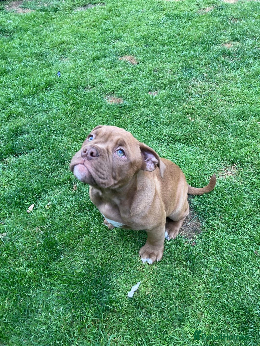 Old Tyme Bulldog dogs for sale: Bulldog pups 💜 1 GIRL LEFT REDUCED 💜   - Image 12