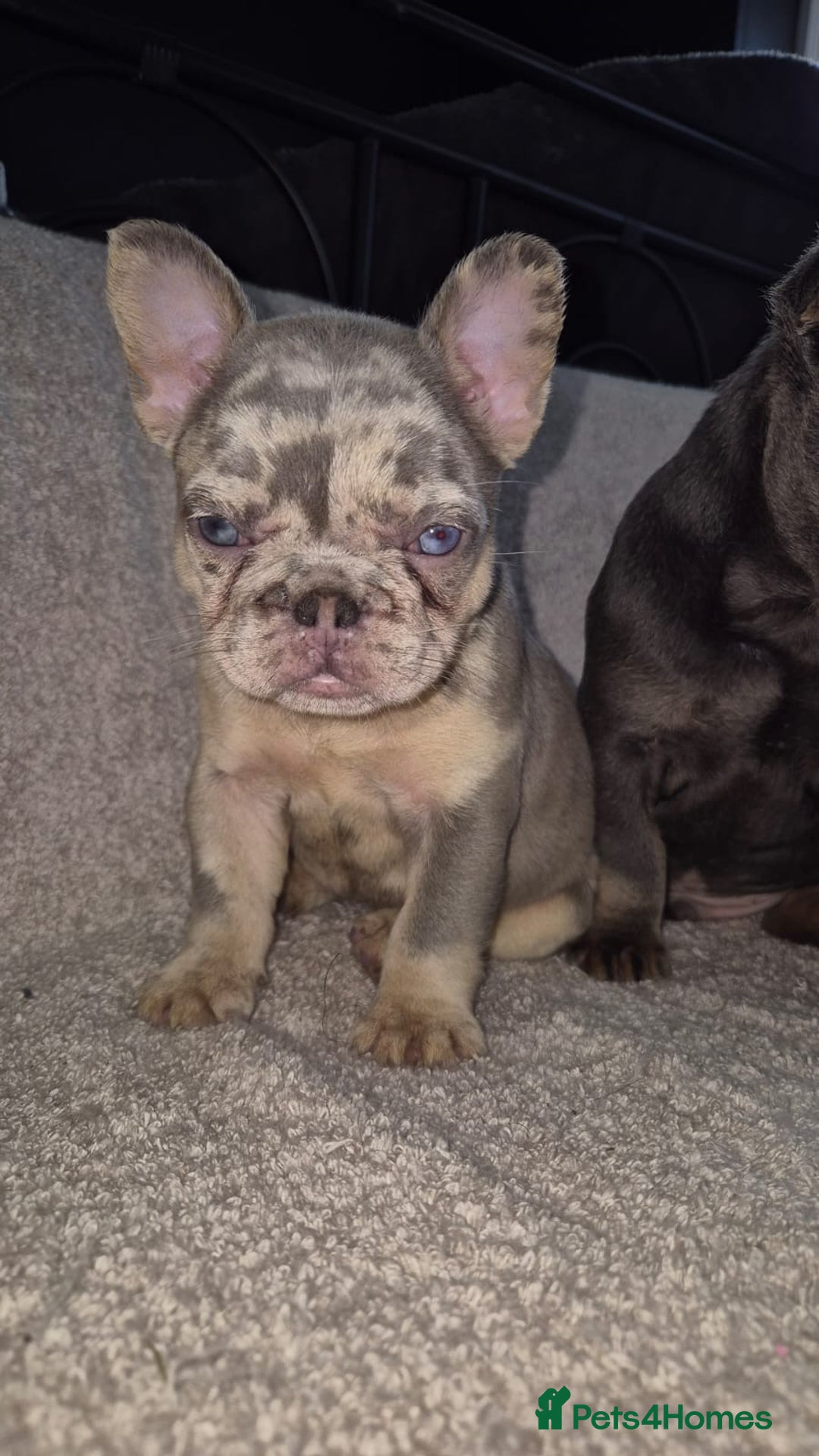 French Bulldog dogs for sale: French Bulldog puppies  - Advert 11