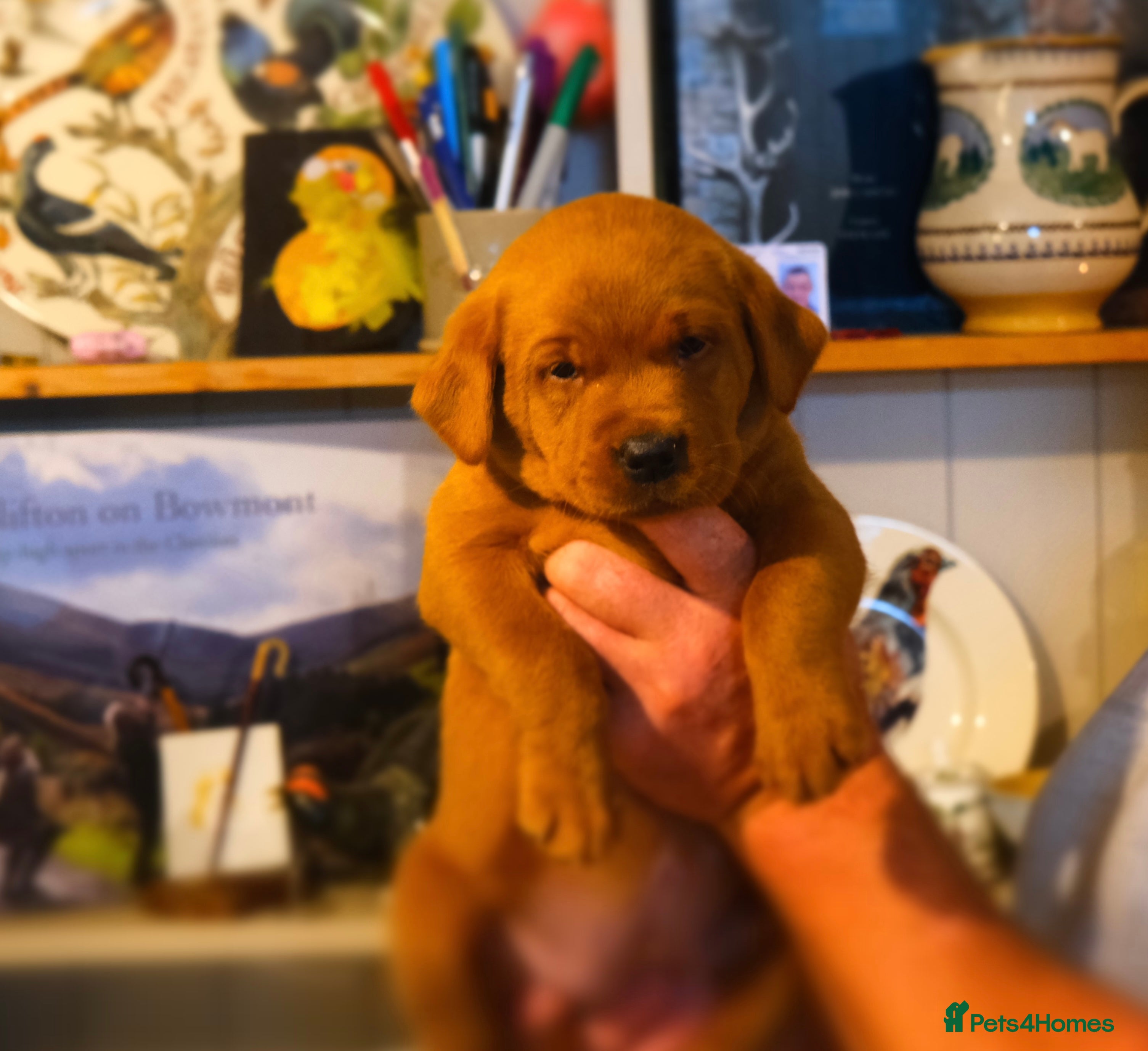 Labrador Retriever dogs Mahogany Fox Red KC Labrador Puppies - Advert 2