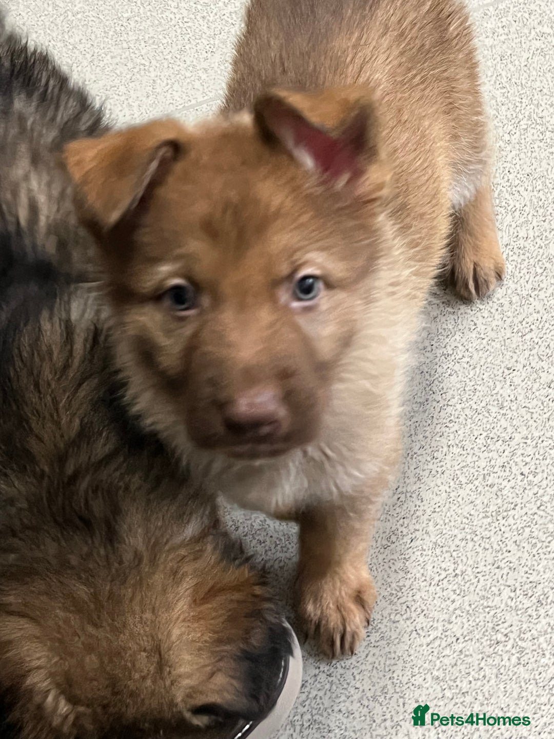 German Shepherd dogs for sale: LAST GIRL GSD READY TO GO - Advert 9