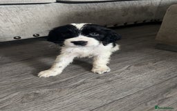 Sprocker dogs for sale: Beautiful Sprocker puppies for sale - Image 18