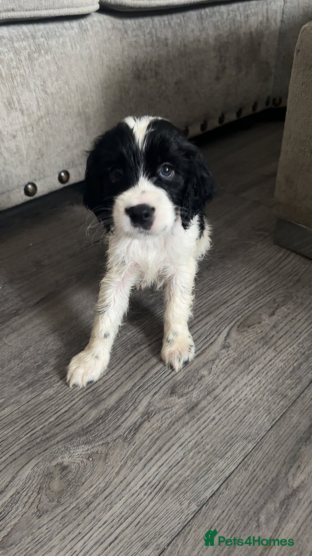 Sprocker dogs for sale: Beautiful Sprocker puppies for sale - Image 18
