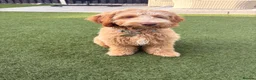Australian Labradoodle dogs for sale: Winnie 8 month Australian labradoodle  in Pontefract - Advert 9
