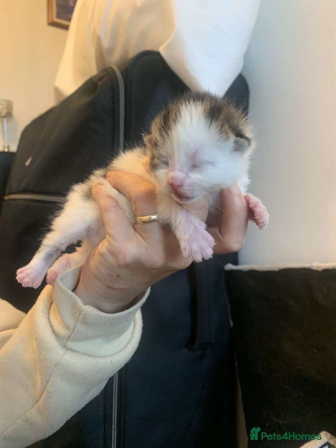 Mixed Breed cats for sale: 5 beautiful kittens for sale - Image 5