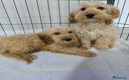 Cockapoo dogs for sale: Cockerpoos - Image 3