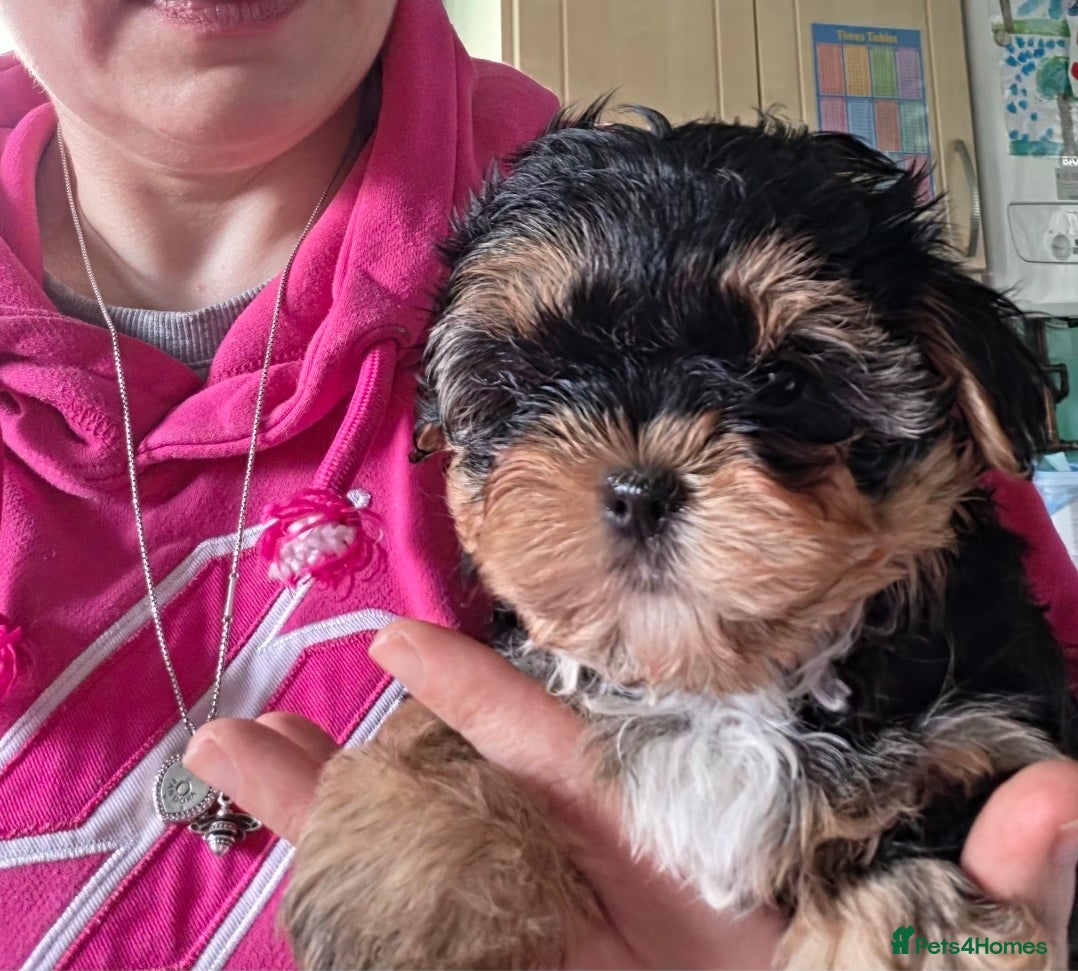 Yorkshire Terrier dogs 1 pup left Norman  - Advert 1