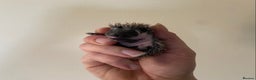 Pygmy Hedgehog rodents for sale: Stunning female hoglets for sale!  - Advert 27