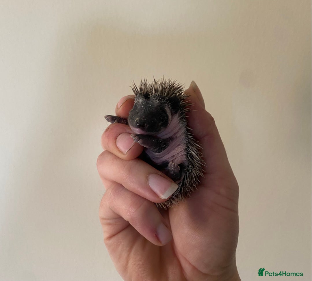 Pygmy Hedgehog rodents for sale: Stunning female hoglets for sale!  - Advert 27