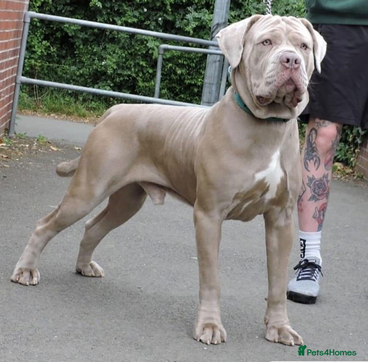 Mixed Breed dogs Rehoming Thor Please read!! - Advert 3