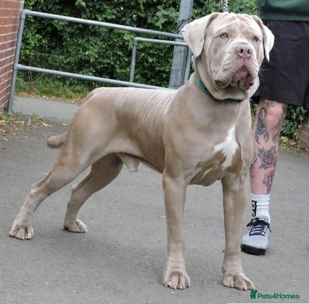 Mixed Breed dogs for sale: Rehoming Thor Please read!! - Advert 1